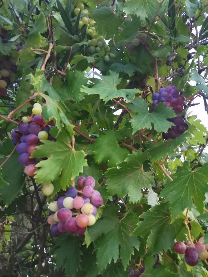 Green Vila Sozopoli Eksteriør bilde